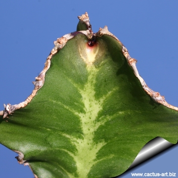 Euphorbia halipedicola