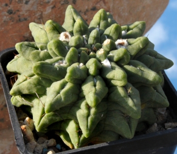 Eriosyce occulta