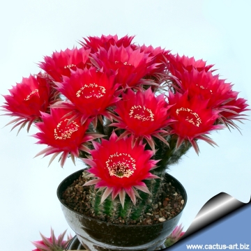 Echinopsis cv. Temptress