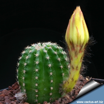 Echinopsis cv. Candlelight