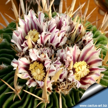 Stenocactus arrigens
