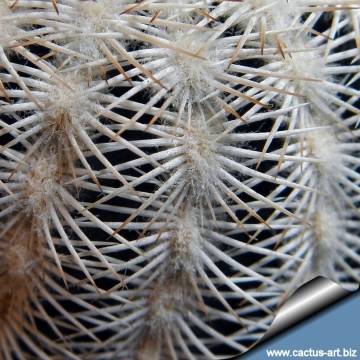 Echinocereus reichenbachii f. albispinus