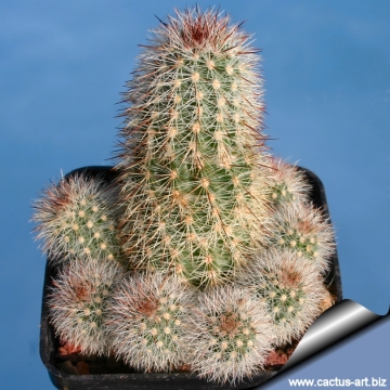 Echinocereus laui