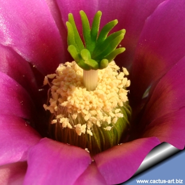 Echinocereus fendleri