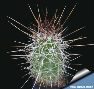 Echinocereus enneacanthus