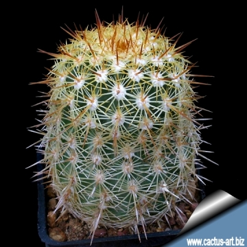 Echinocereus viridiflorus subs. correllii