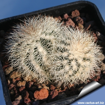 Echinocereus reichenbachii var. albispinus