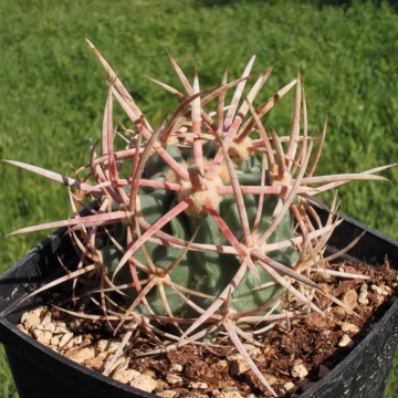 Echinocactus polycephalus