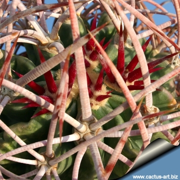 Echinocactus polycephalus