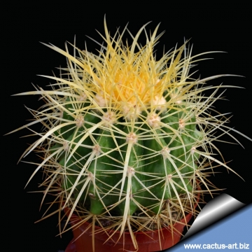 Echinocactus grusonii