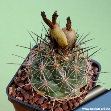 Coryphantha gladiispina