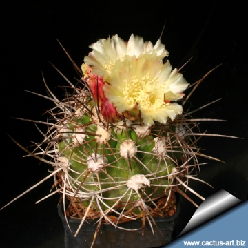 Copiapoa coquimbana var. pendulina