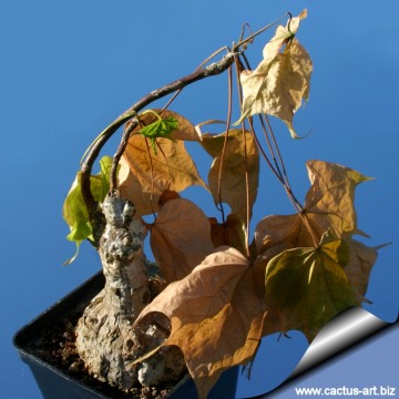Firmiana colorata