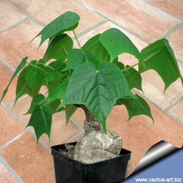 Firmiana colorata
