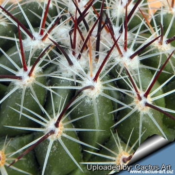 Thelocactus saussieri