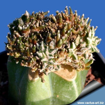 Ariocarpus kotschoubeyanus f. mostruosus proliferus