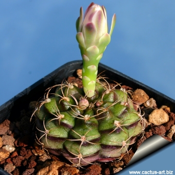 Gymnocalycium damsii var. rotundulum
