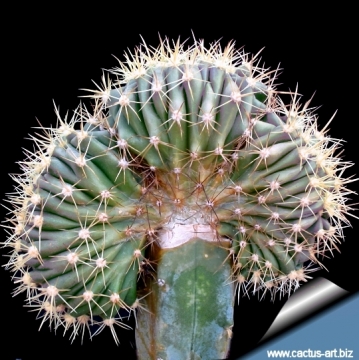 Ferocactus latispinus var. flavispinus f. cristatus
