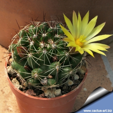 Mammillaria melaleuca