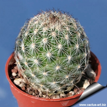 Mammillaria pseudoalamensis