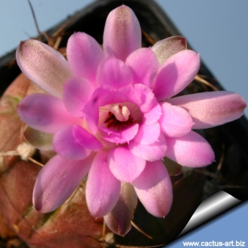 Gymnocalycium damsii cv. Purple Blush