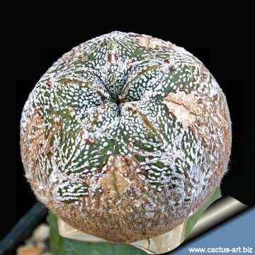 Astrophytum myriostigma cv. Onzuka Blind form