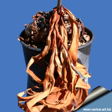 Drimia maritima