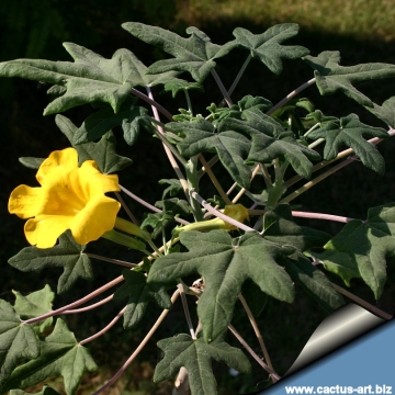 Uncarina decaryi