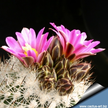 Turbinicarpus beguinii subs. senilis