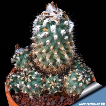 Turbinicarpus gielsdorfianus
