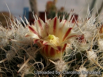 Mammillaria karwinskiana