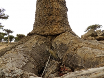 Araucaria araucana