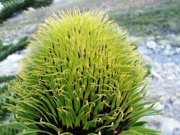 Araucaria araucana