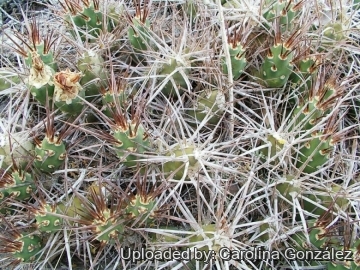 Maihueniopsis platyacantha
