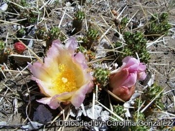 Maihuenia patagonica