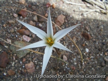 Tristagma patagonicum