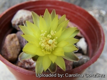 Gymnocalycium andreae