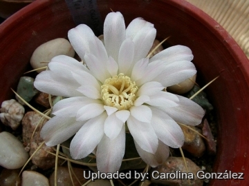 Gymnocalycium monvillei
