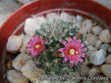 Mammillaria bocasana cv. roseiflora