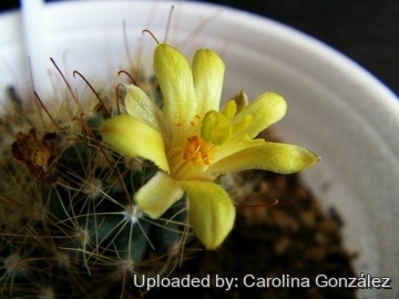 Mammillaria surculosa