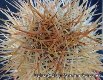 Austrocactus gracilis