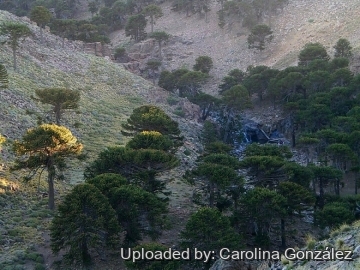 Araucaria araucana