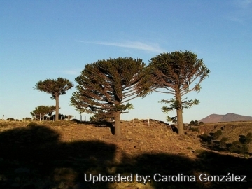 Araucaria araucana