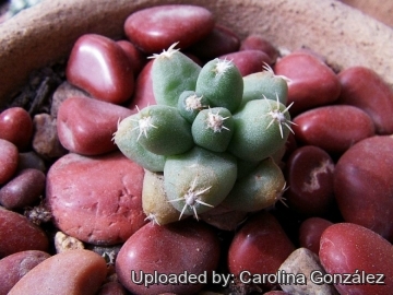 Coryphantha macromeris subs. runyonii