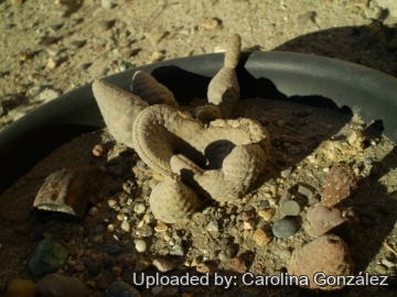 Pterocactus araucanus f. cristata