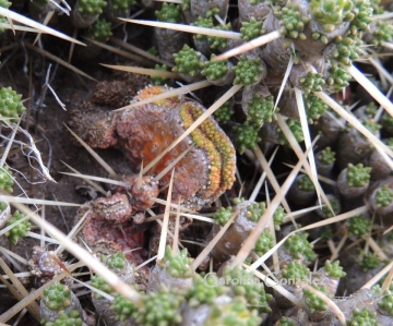 Maihuenia patagonica f. cristata