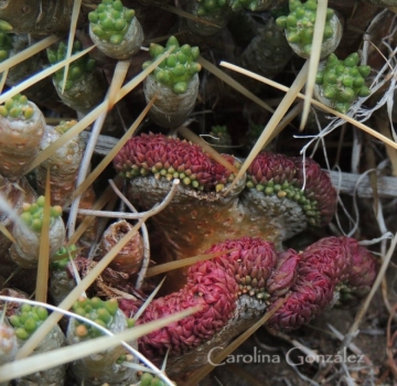 Maihuenia patagonica f. cristata