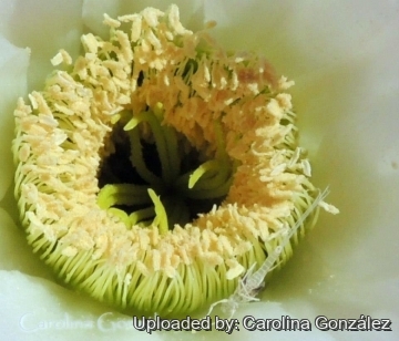 Echinopsis leucantha