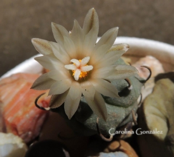 Turbinicarpus schmiedickeanus