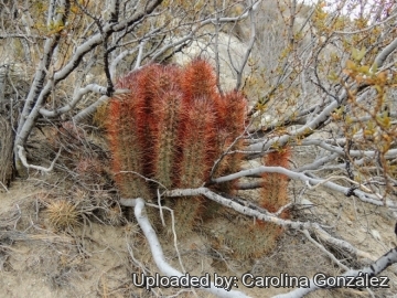 Austrocactus bertinii